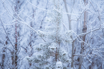 A beautiful winter landscape with snowy trees and mountains in a distance in central Norway.