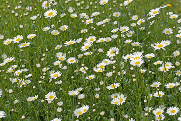 Margeriten, Leucanthemum, Wiesenmargeriten