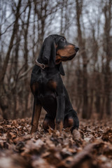 Coonhound im Herbst Wald
