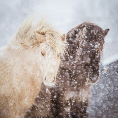 Beautiful hairy horses standing behing the electric fence in heavy snowfall. Norwegian farm in the winter. Horses in blizzard. Beautiful farm animals.