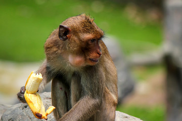 Rhesus macaque monkey or Macaca mulatta