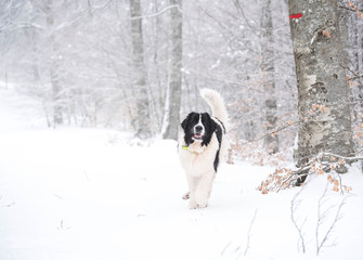 Naklejka na ściany i meble landseer in the snow winter white playing pure breed