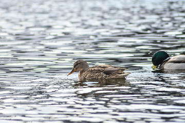 Natural background: lots of ducks and drakes on the water