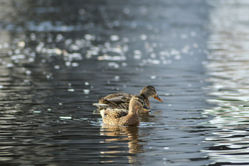 Natural background: lots of ducks and drakes on the water