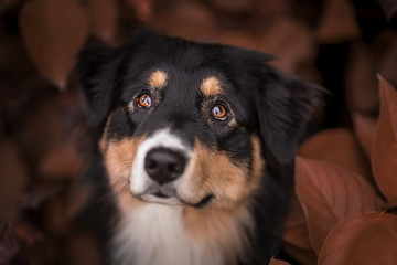 Border Collie im Herbst Laub