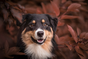 Border Collie im Herbst Laub