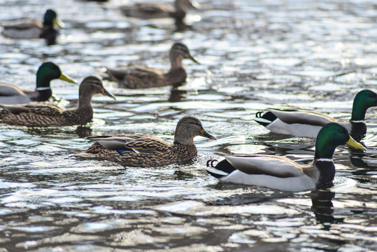 Natural background: a lot of ducks and drakes on the water, wintering waterfowl