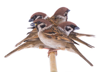 sparrows