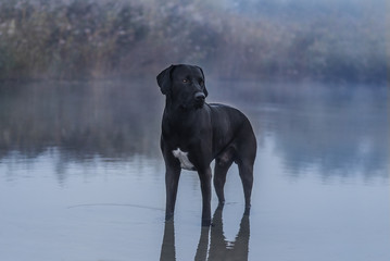 Schwarzer Hund im See mit Nebel