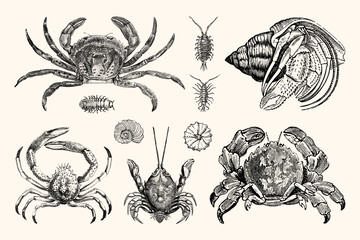 Vintage Crabs and Nautical Line Art - Handcrafted Engravings - obrazy, fototapety, plakaty