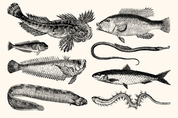 Vintage Illustrations of Fish - A Collection of Nautical Line Art - obrazy, fototapety, plakaty