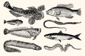 Fotobehang Vintage Illustrations of Fish - A Collection of Nautical Line Art © Vector Hut