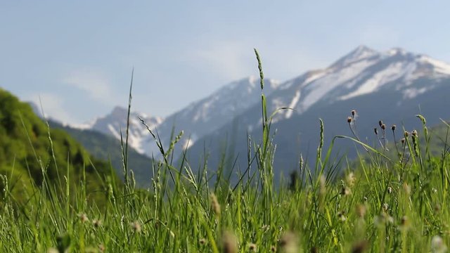 Divine landscape, green grass in the wind and snowed mountains