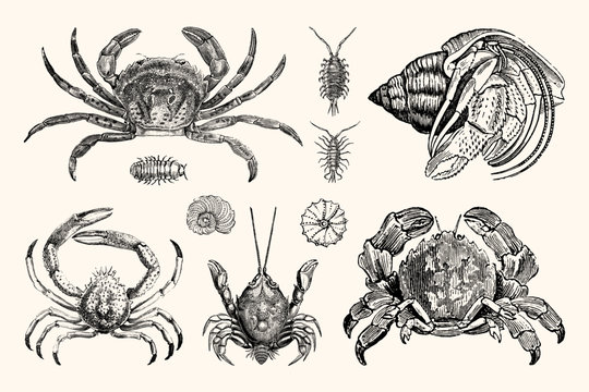 Vintage Crabs and Nautical Line Art - Handcrafted Engravings