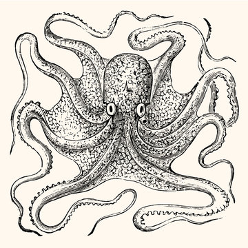 Vintage Octopus Vector Illustration - 1800 Nautical Line Art
