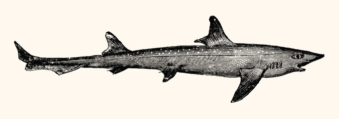 Vintage Shark Engraved Illustration - Nautical Line Art Collection