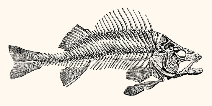 Skeleton of a Fish Artwork - Vintage Early 1800 Nautical Line Art