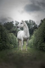 Weißes Pferd Schimmel Natur