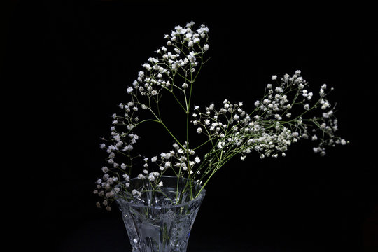 Fototapeta gypsophila on a black background