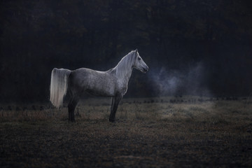 Weißes Connemara Pferd auf Koppel Weide 