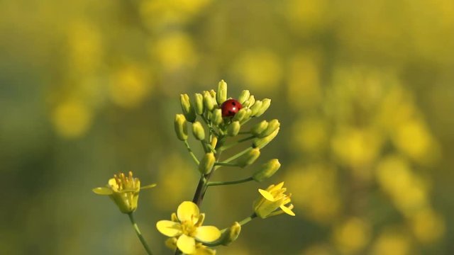 Red ladybug sit on yellow rape flower moving in wind breeze