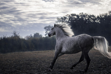 Obraz na płótnie Canvas Weißes Connemara Pferd auf Koppel Weide 