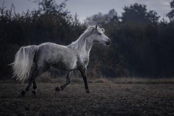 Fototapeta na wymiar Weißes Connemara Pferd auf Koppel Weide 