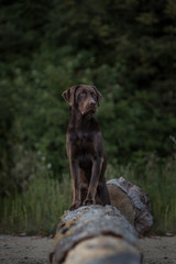 Labrador im Wald