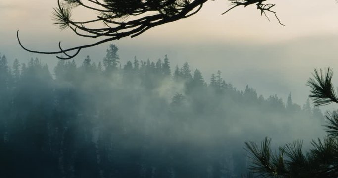 Rolling Fog in the Woods of Tahoe - Shot on Red 3