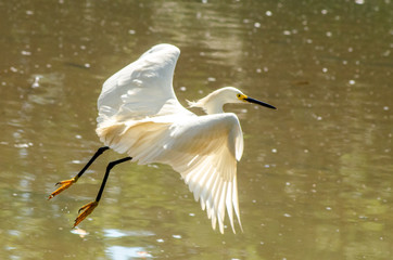 Belas aves do Brasil