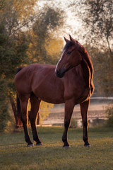 Obraz na płótnie Canvas Pferd im Sonnenuntergang