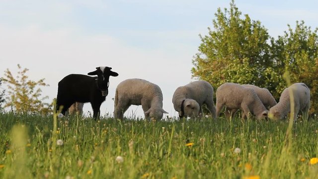 Splendid spring landscape, black sheep near white sheep on green hill 