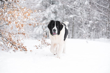 landseer in the snow winter white playing pure breed