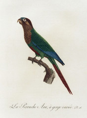 Illustration of a parrot.