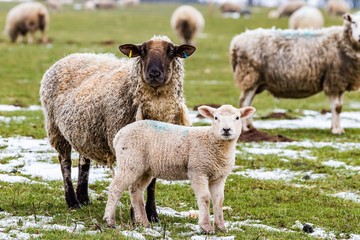 sheep and lamb in a field