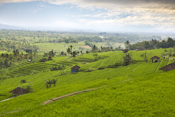 Fototapeta na wymiar view of rice terraces in cloudy day. Indonesia. Bali.