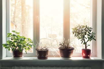 indoor plants in pots on sunny window sill