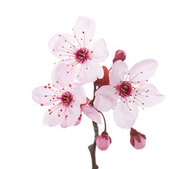 Fototapeta na wymiar Branch in blossom ( Plum ) isolated on white background.