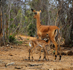 Un femmina di impala allatta il suo piccolo nella boscaglia del Chobe N.P. 