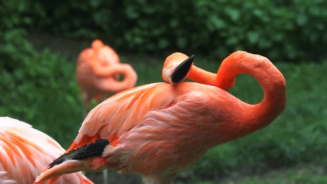 Beautiful red flamingo bird scratching itself in a green parck