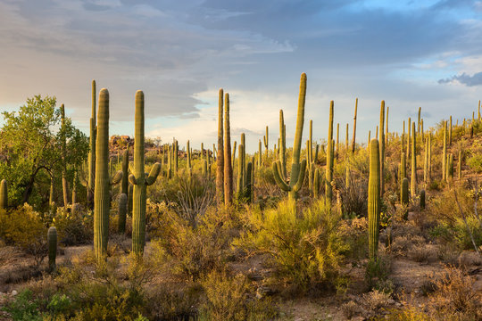 Cactus thickets in the rays of the setting sun, Saguaro National Park, southeastern Arizona, United States.