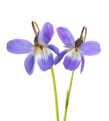 Two early spring flowers ( Viola odorata) isolated on white background. Shallow depth of field. Selective focus.