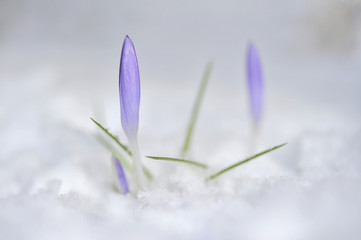Krokus im Schnee