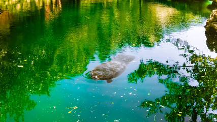 Морская корова дюгонь купается в зеленом озере. Мексика