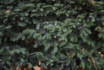 Taxus baccata