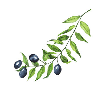 Olive branch isolated on white background. Hand drawn watercolor illustration.
