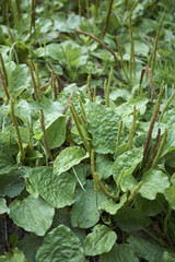 Plantago major