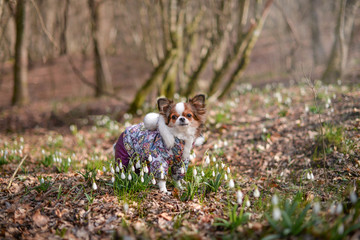 Fototapeta premium dog in snowdrops