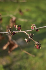Parrotia persica blossom