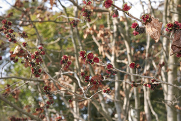 Parrotia persica blossom